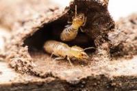 Termite Control Brisbane image 10